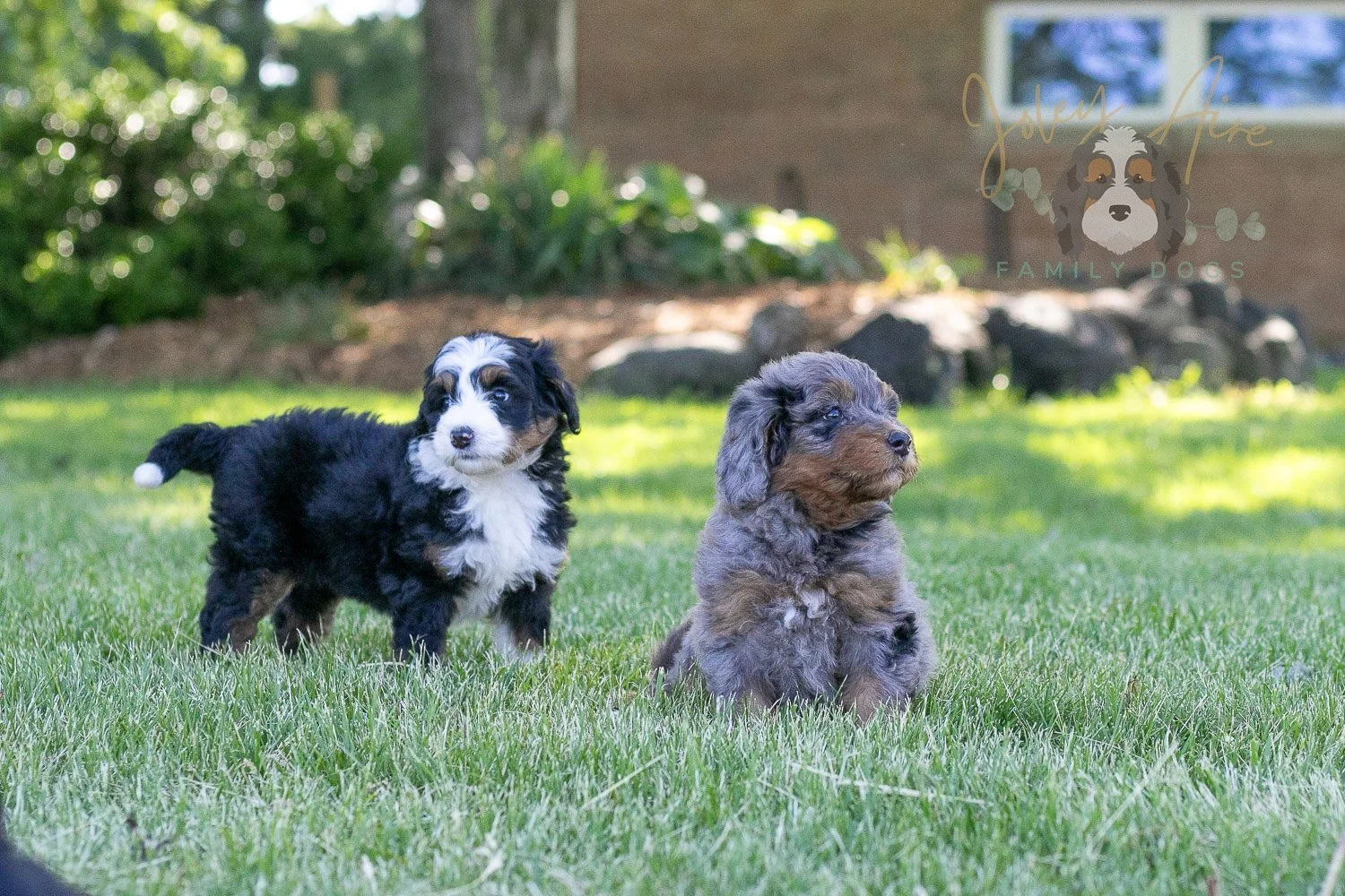 Flute Bernedoodle Puppy-6.jpg