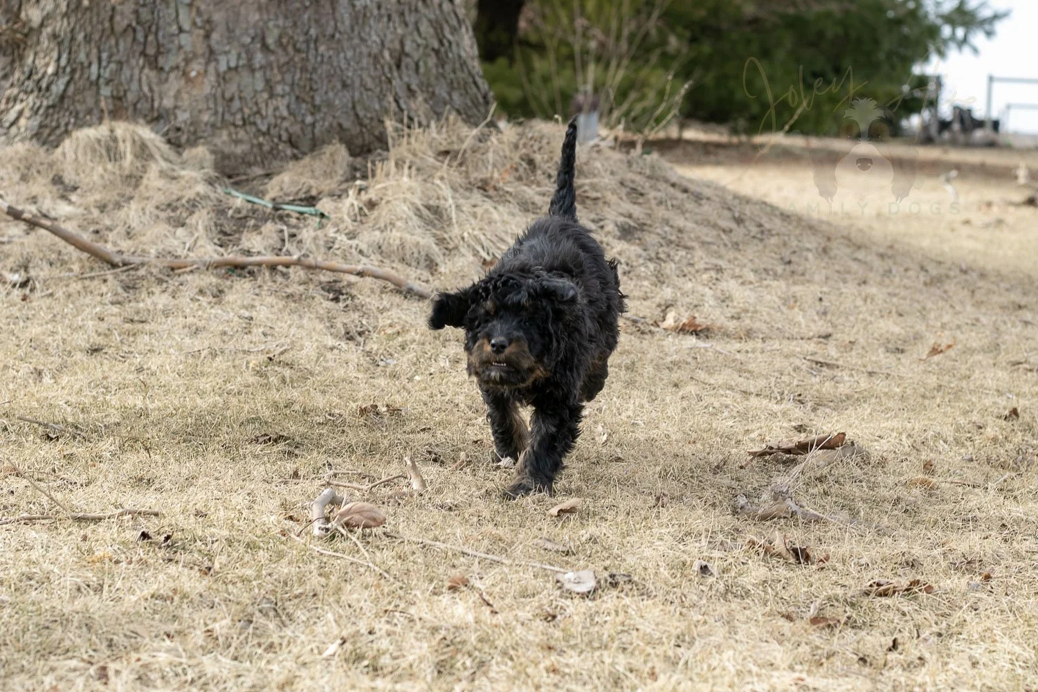 Aurora Bernedoodle Puppy-10.jpg
