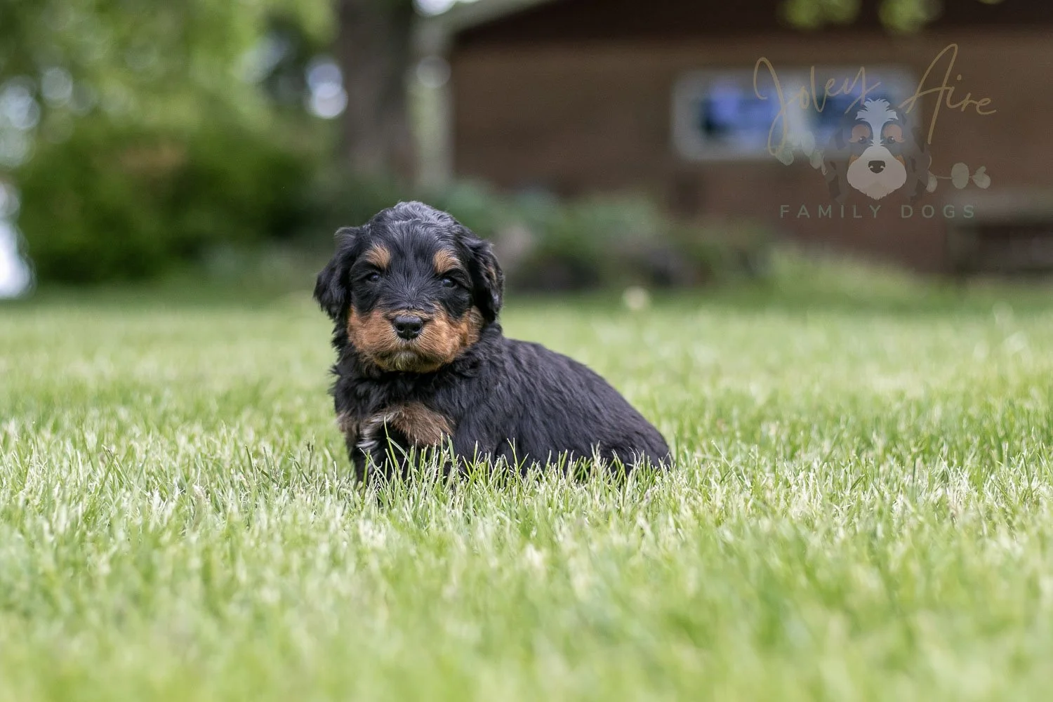 Guitar  Bernedoodle Puppy-119.jpg