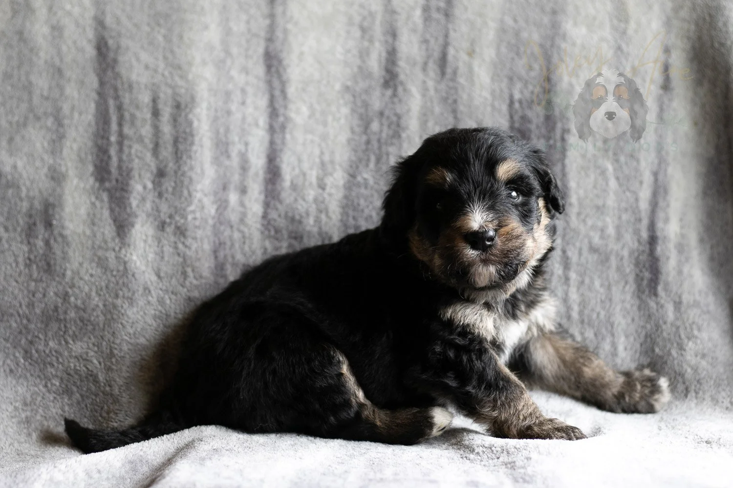 Da Vinci Bernedoodle Puppy-154.jpg