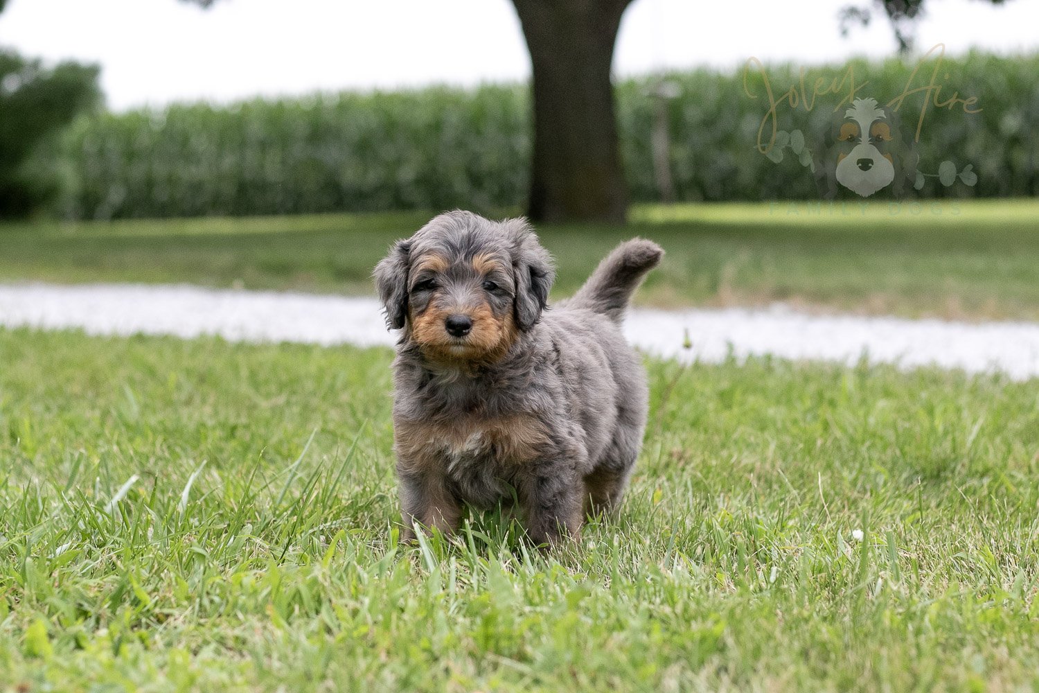 Josie Pye Bernedoodle Puppy-81.jpg