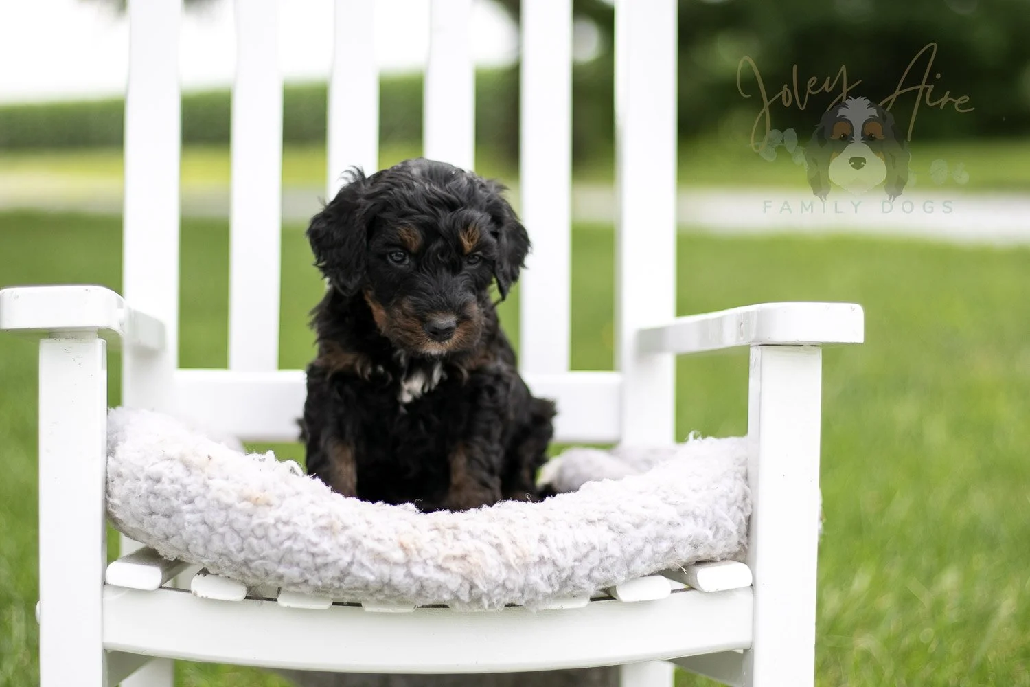 Acadia Bernedoodle Puppy-828.jpg