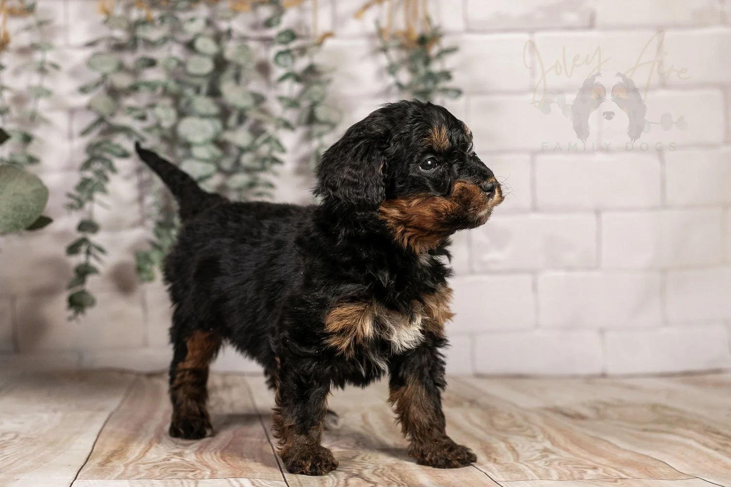 Alpine 🔴 Reserved