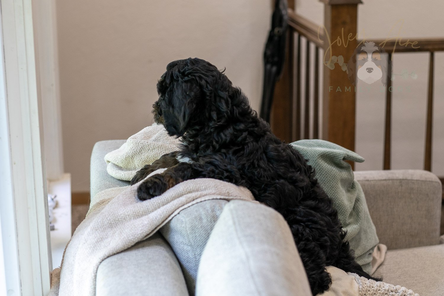 Denali Bernedoodle Puppy-548.jpg