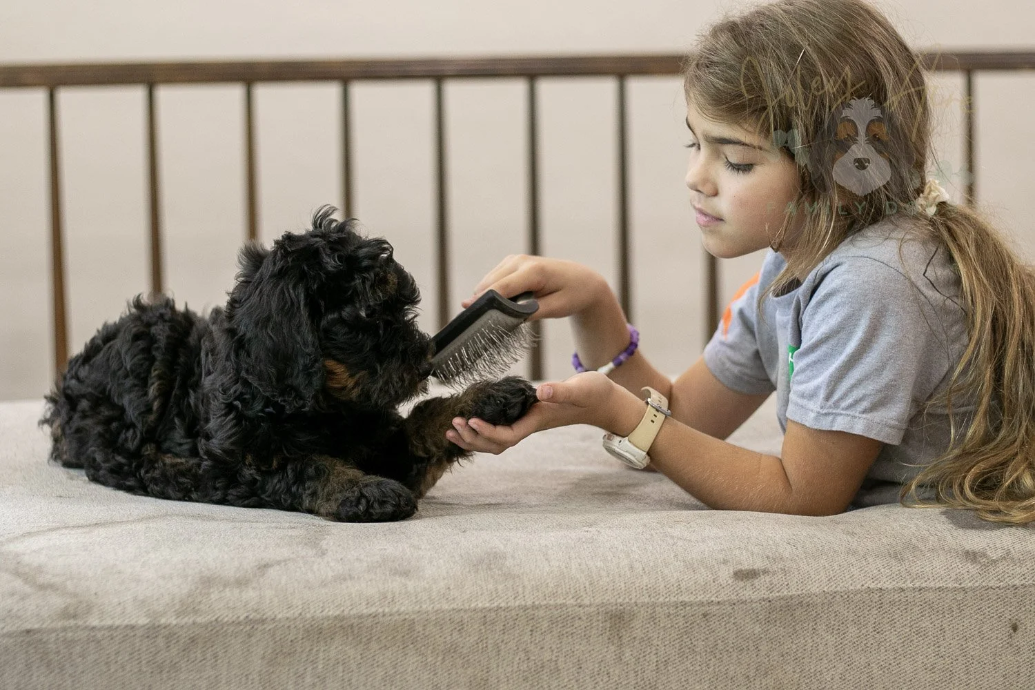 Acadia Bernedoodle Puppy-504.jpg