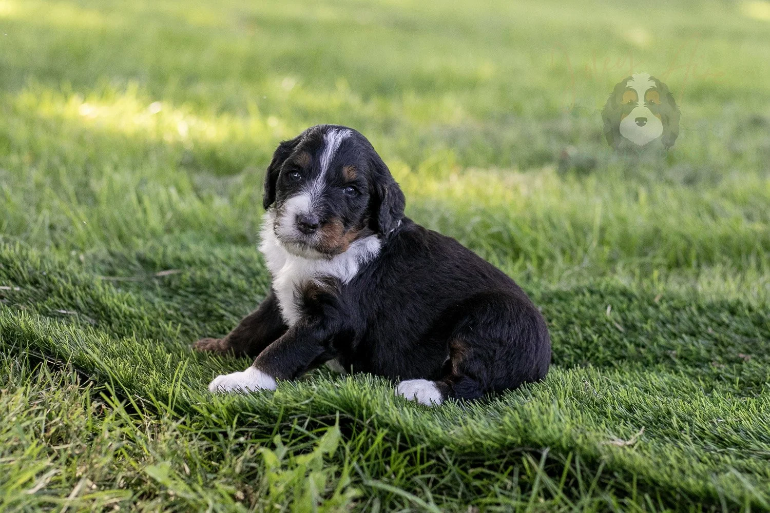 Yosemite Bernedoodle Puppy-386.jpg