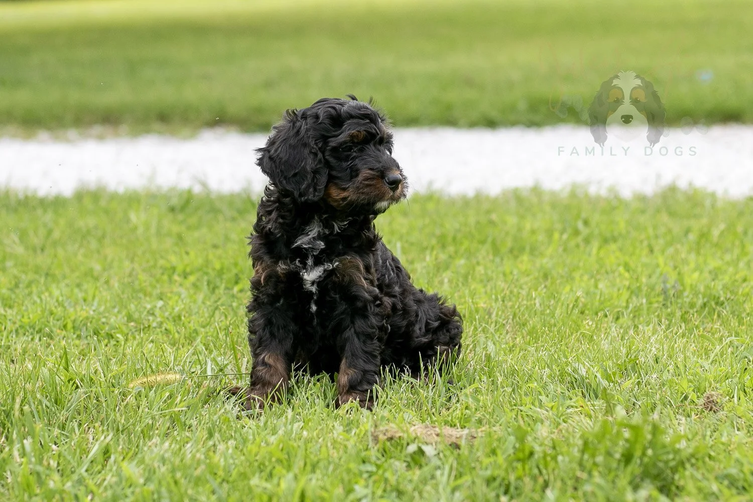 Denali Bernedoodle Puppy-111.jpg
