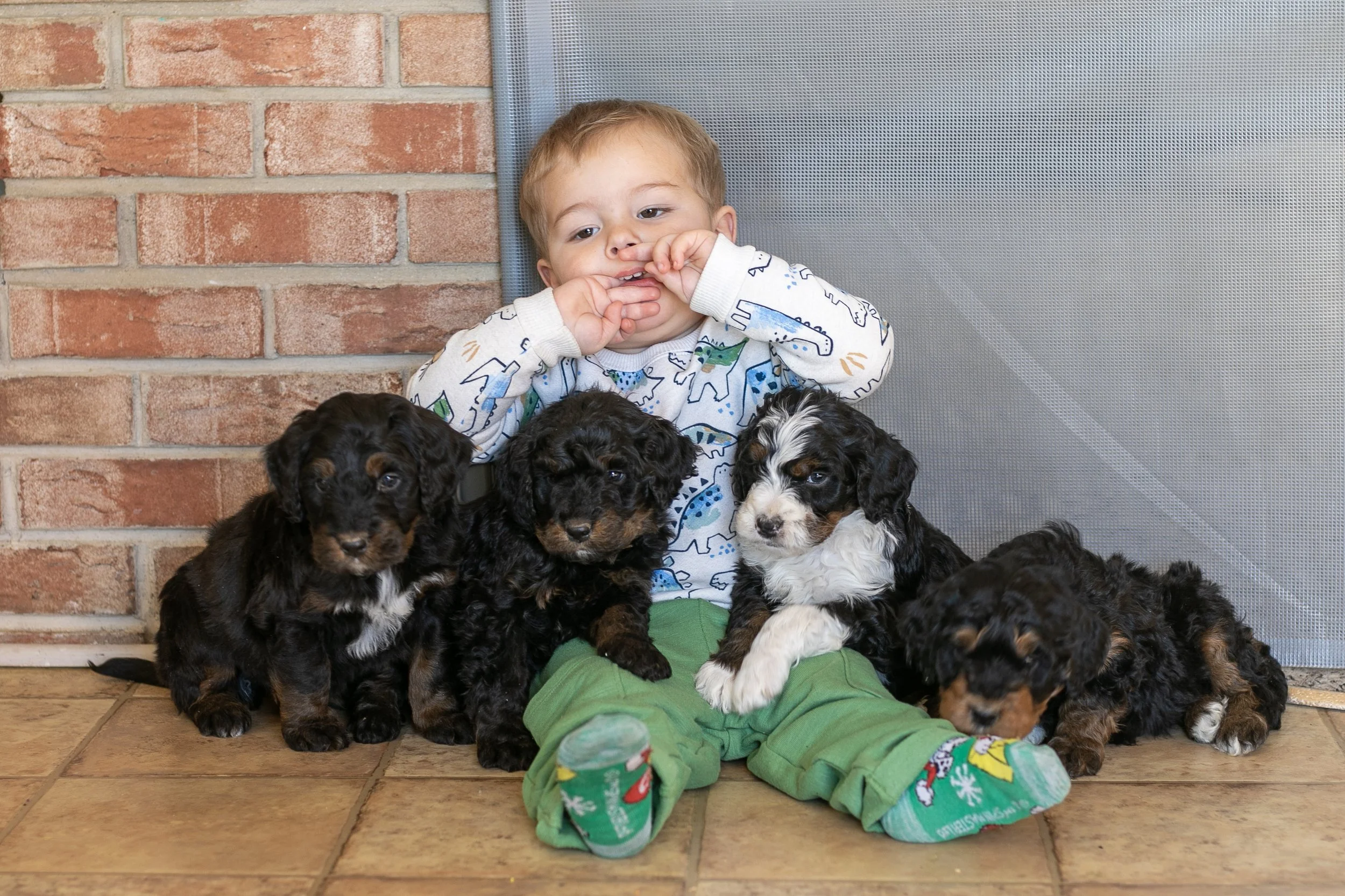 Whole Litter Disney Princess Litter-08.jpg