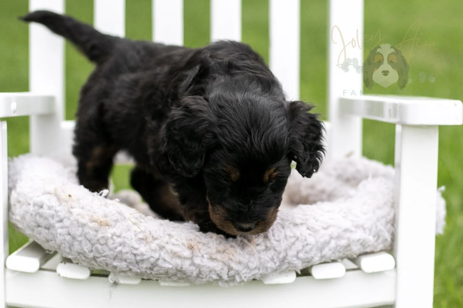 Olympic Bernedoodle Puppy-860.jpg