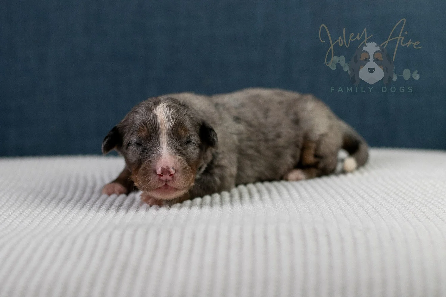 Alex Bernedoodle Puppy-43.jpg