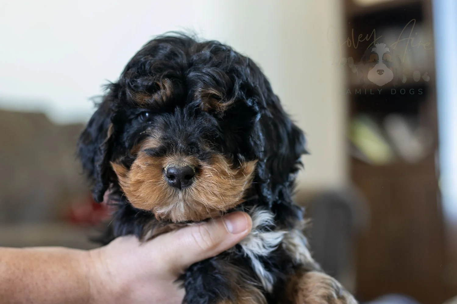 Cinderella | Well-Marked Phantom Female F1 Bernedoodle Puppy
