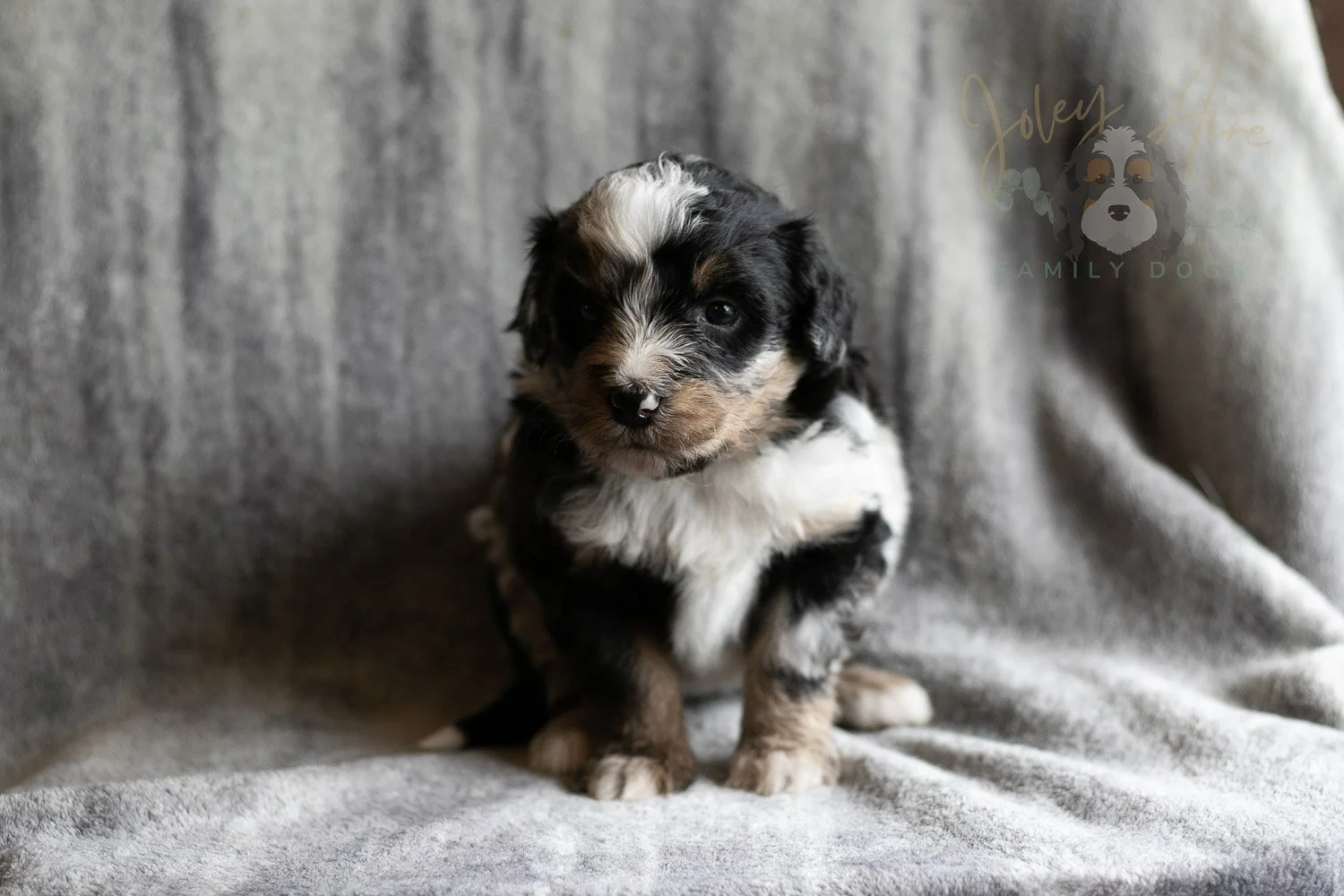 Artemisia Bernedoodle Puppy-135.jpg