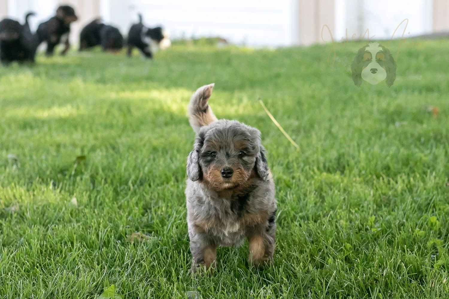 Flute Bernedoodle Puppy-15.jpg