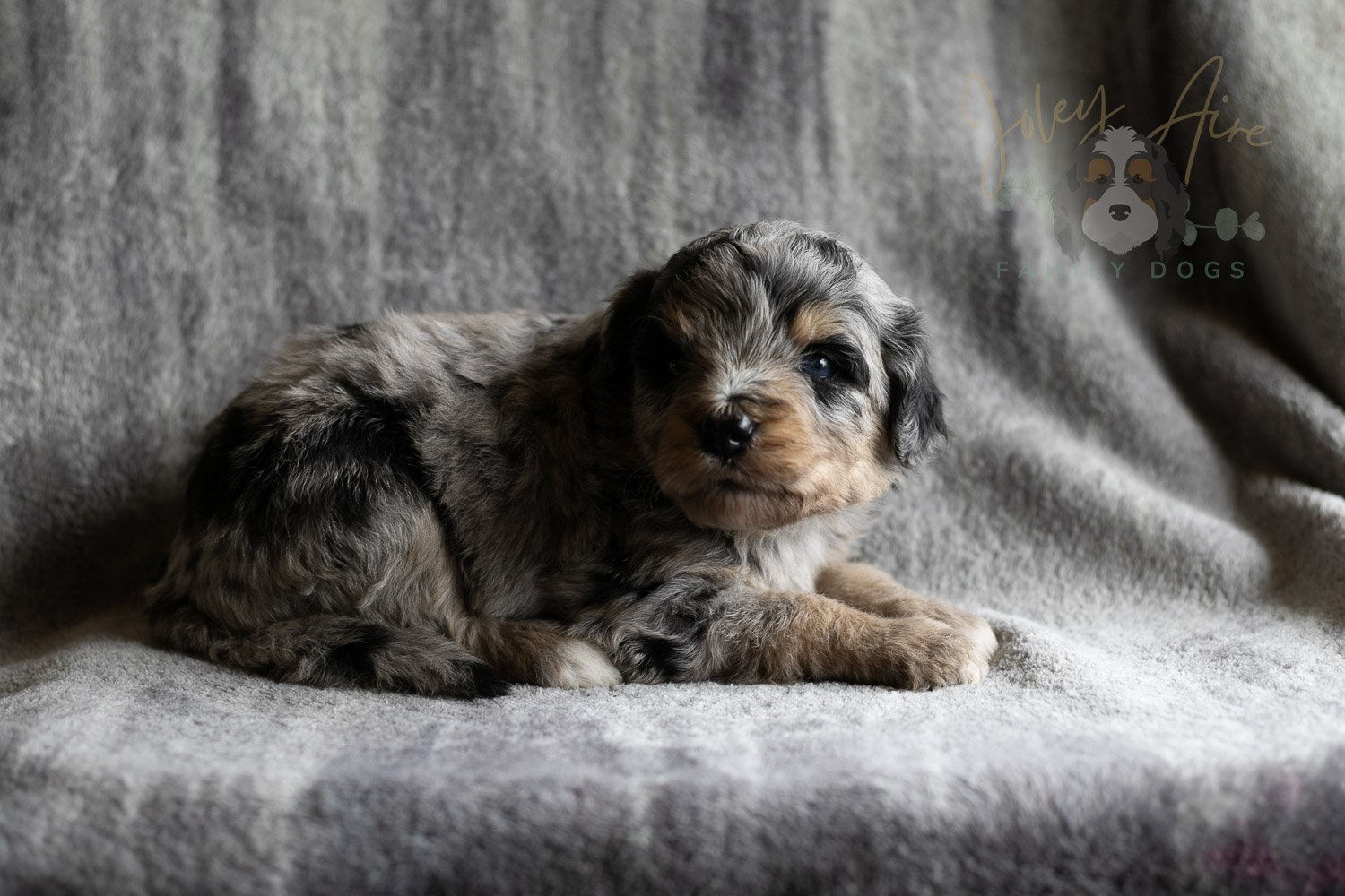 Mary Cassatt Bernedoodle Puppy-167.jpg