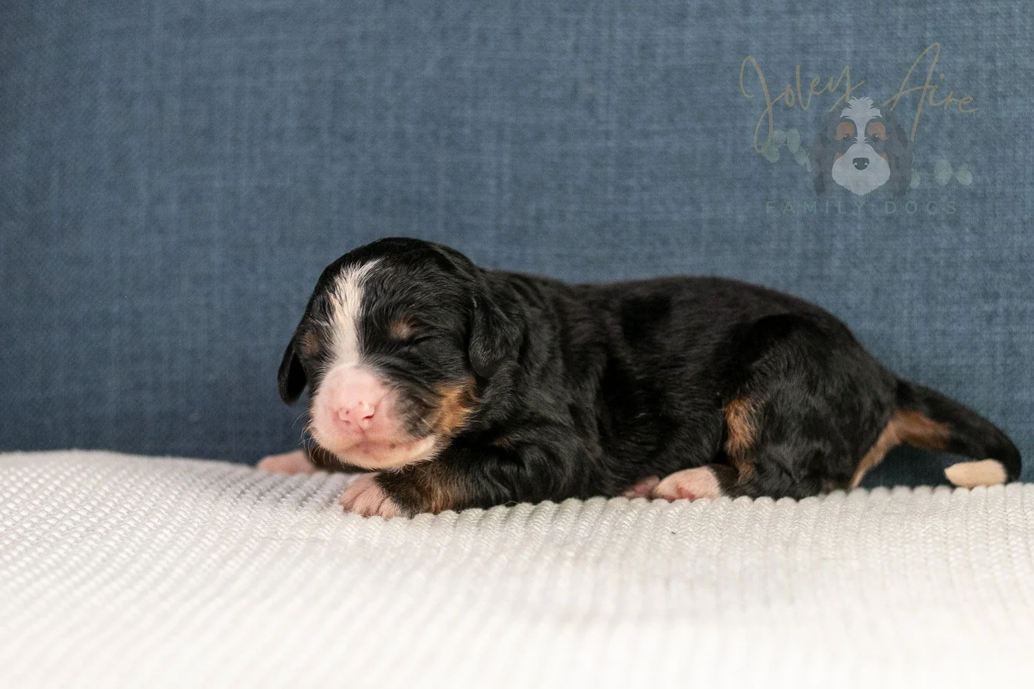 Ashley Bernedoodle Puppy-25.jpg