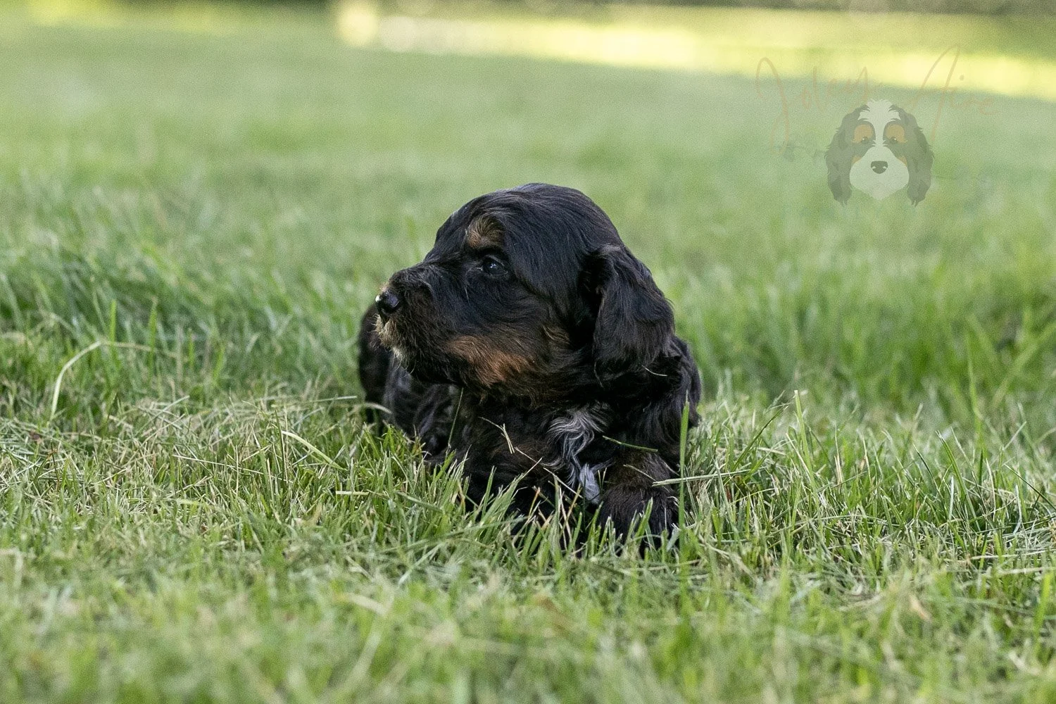 Denali Bernedoodle Puppy-308.jpg