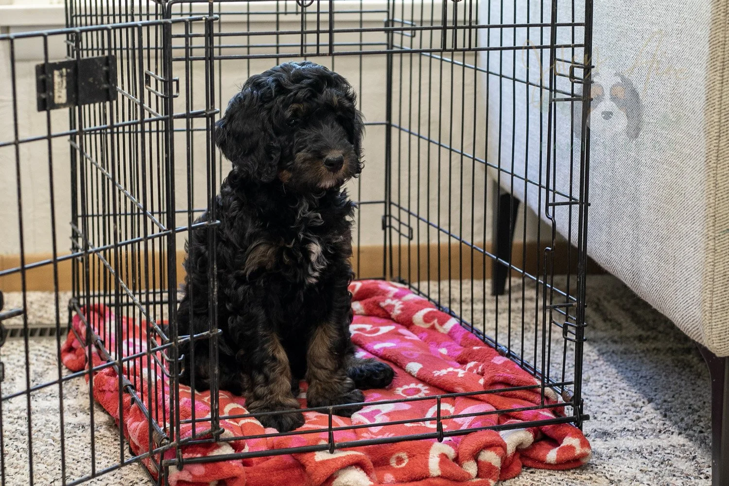 Denali Bernedoodle Puppy-563.jpg