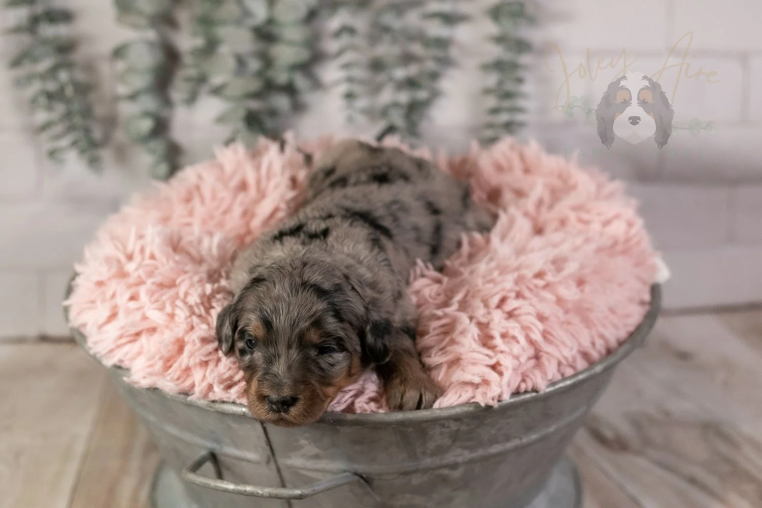 Ukelele Bernedoodle Puppy-12.jpg