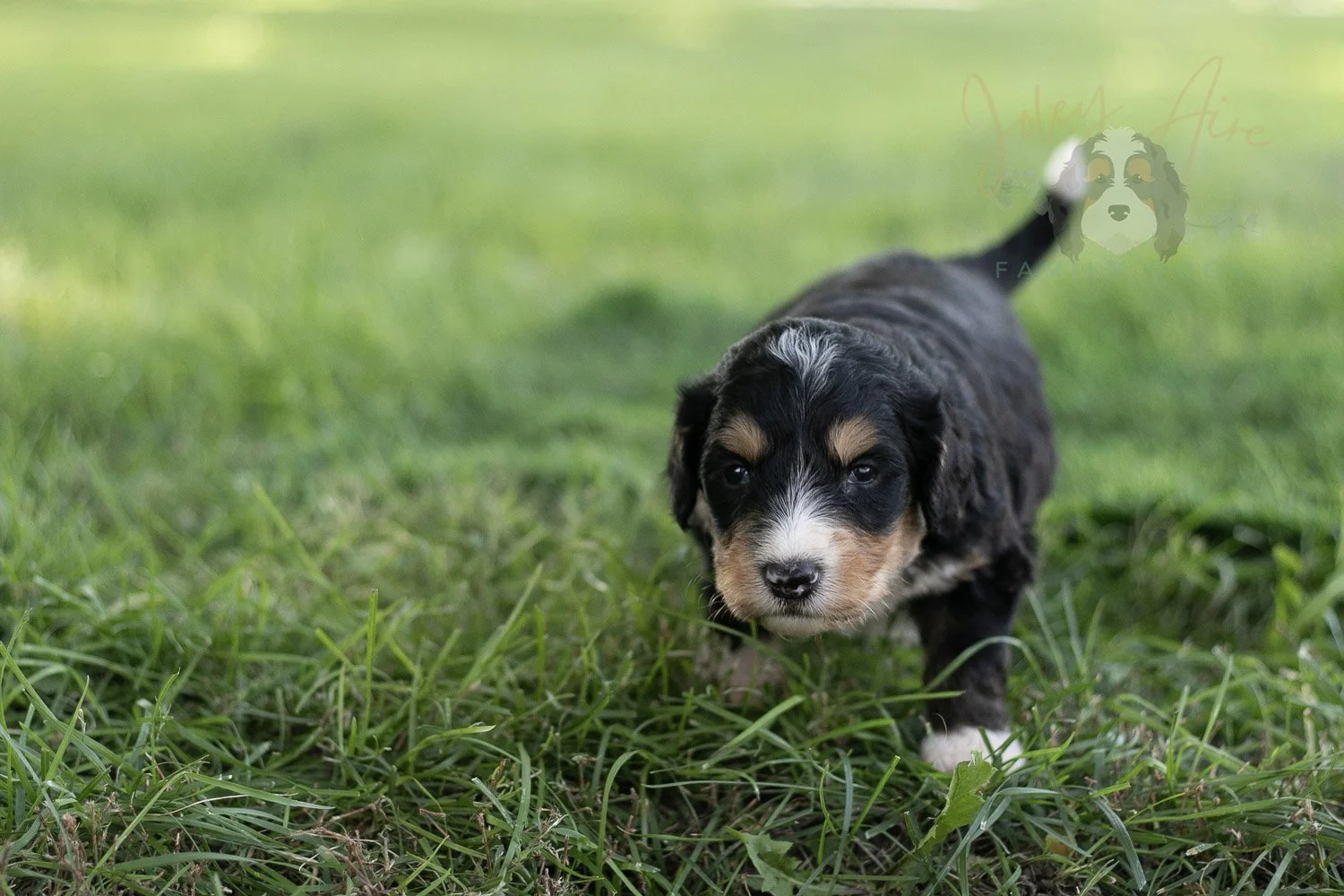 Walter Shirley Bernedoodle Puppy-461.jpg