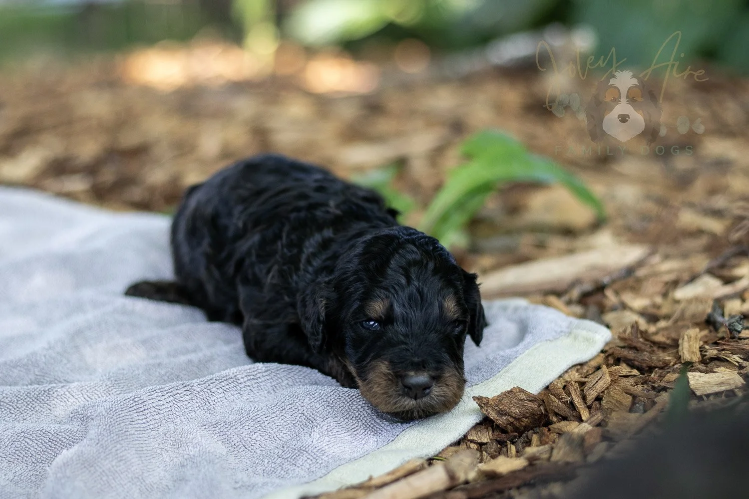 Bryce Bernedoodle Puppy-146.jpg