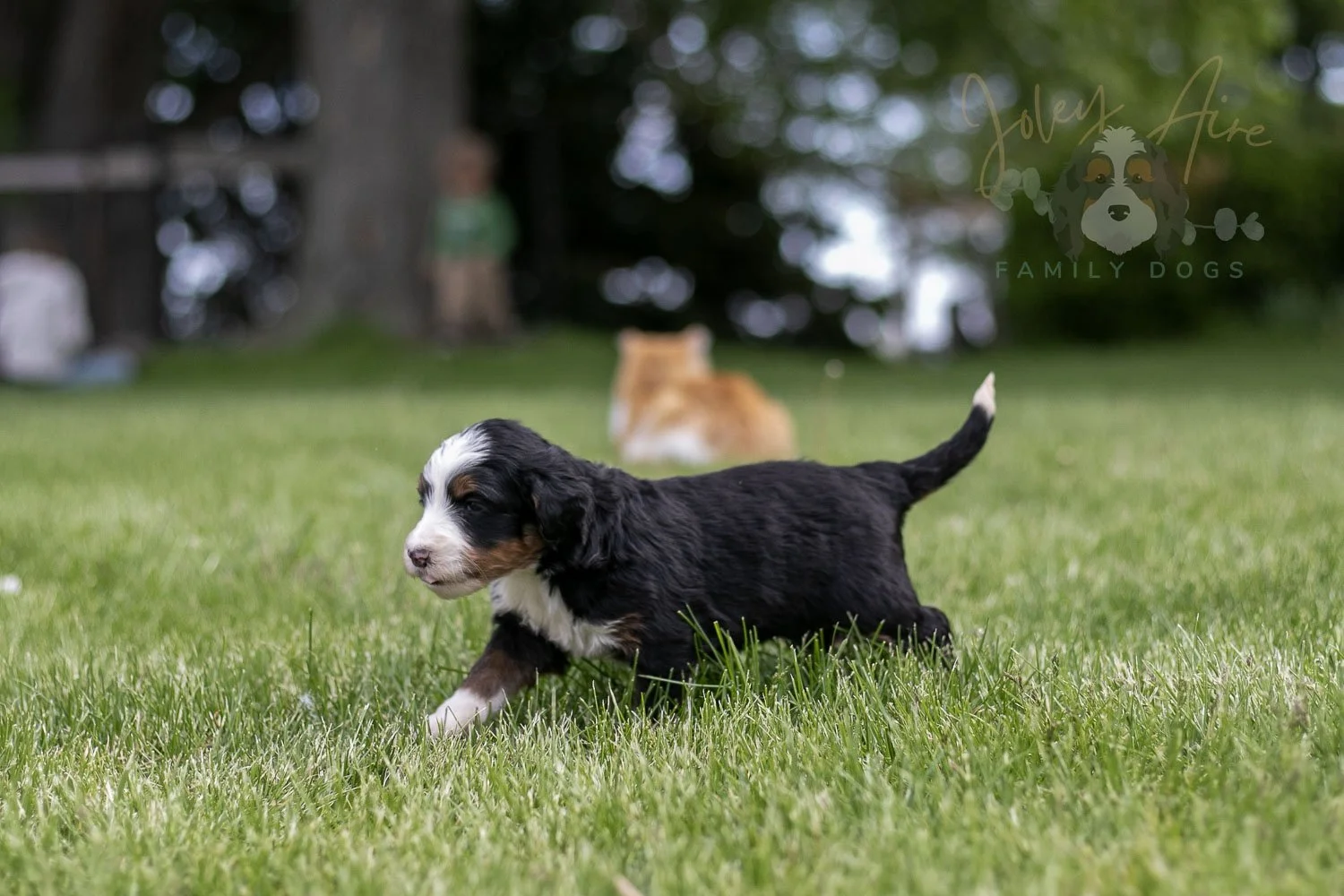 Harmonica Bernedoodle Puppy-30.jpg