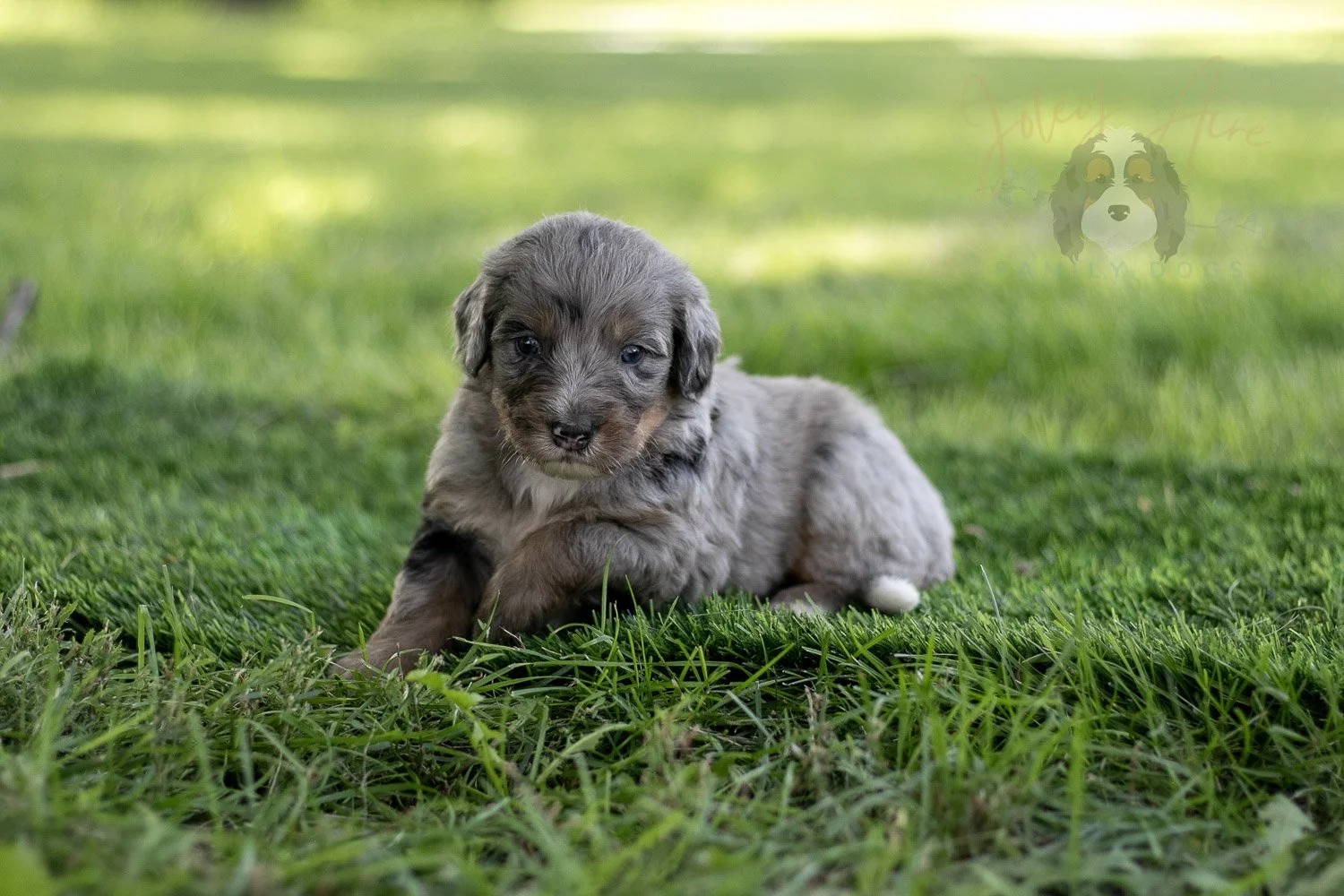 Matthew Cuthbert Bernedoodle Puppy-612.jpg