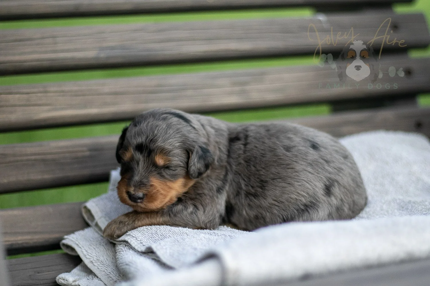 Josie Pye Bernedoodle Puppy-06.jpg