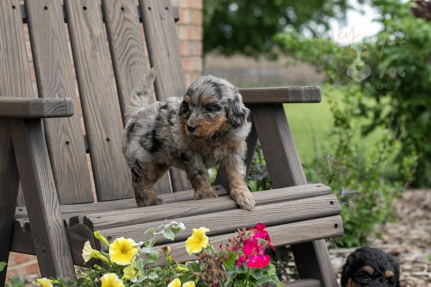 Ukulele Bernedoodle Puppy-3.jpg