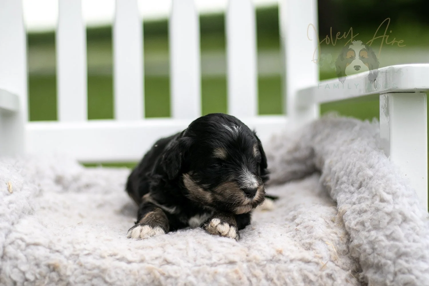 Georgia O'Keefe Bernedoodle Puppy-685.jpg