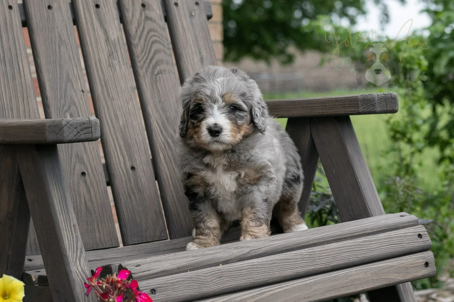 Drum Bernedoodle Puppy-1.jpg