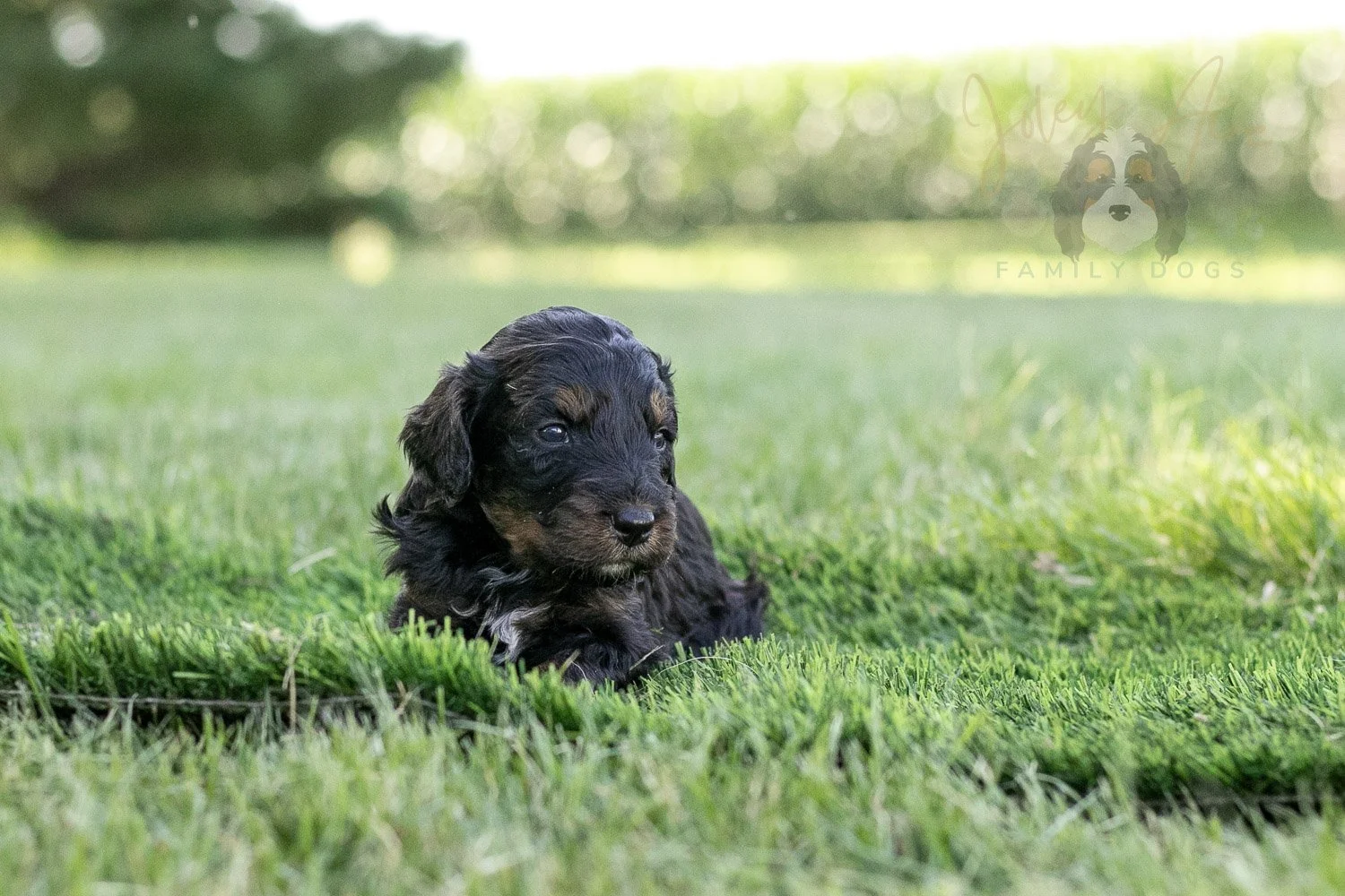 Denali Bernedoodle Puppy-318.jpg