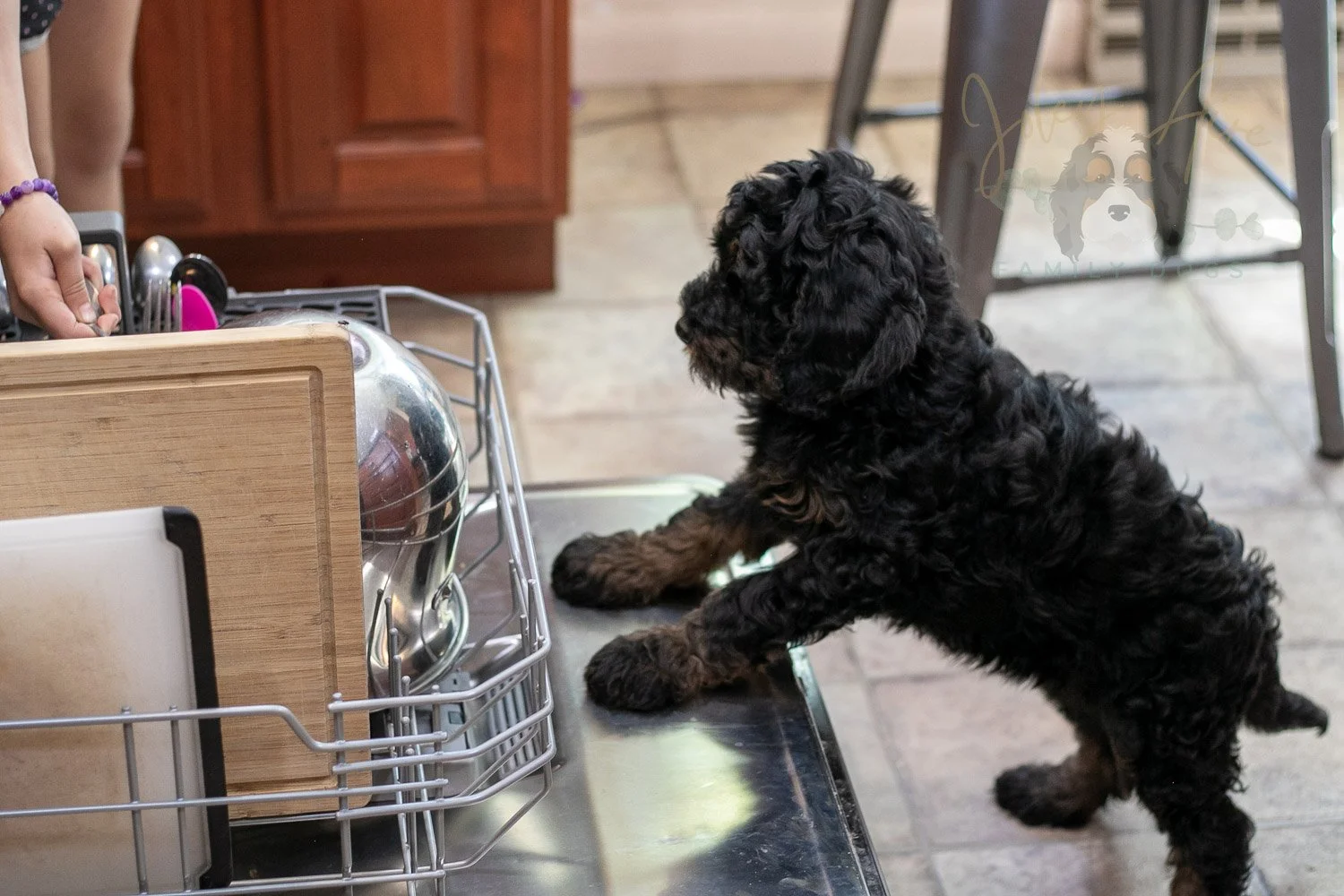 Acadia Bernedoodle Puppy-522.jpg