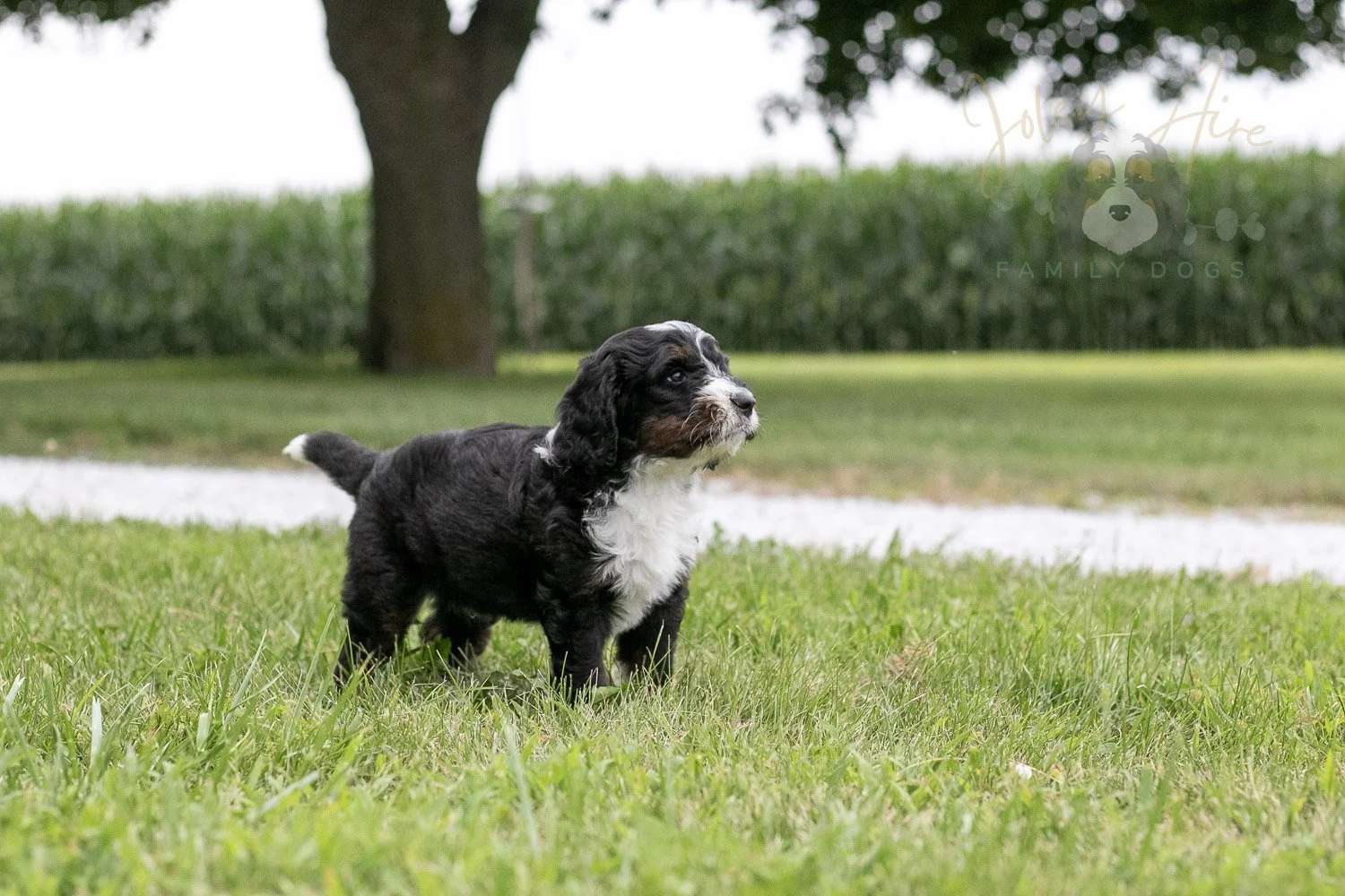 Yosemite Bernedoodle Puppy-06.jpg