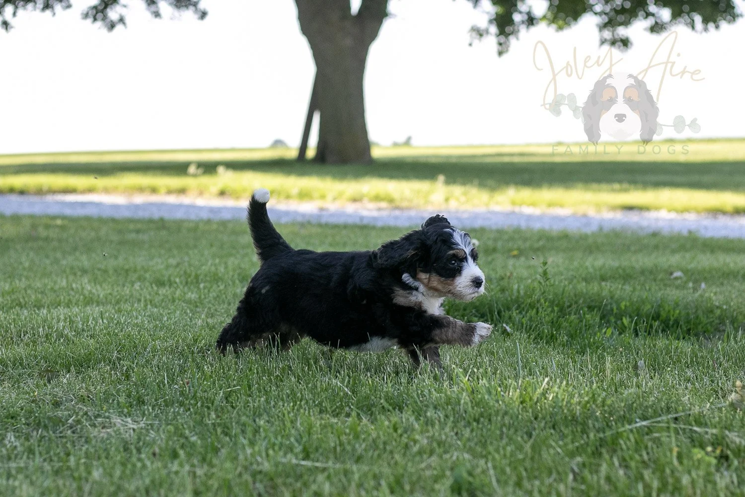 Trumpet Bernedoodle Puppy-15.jpg