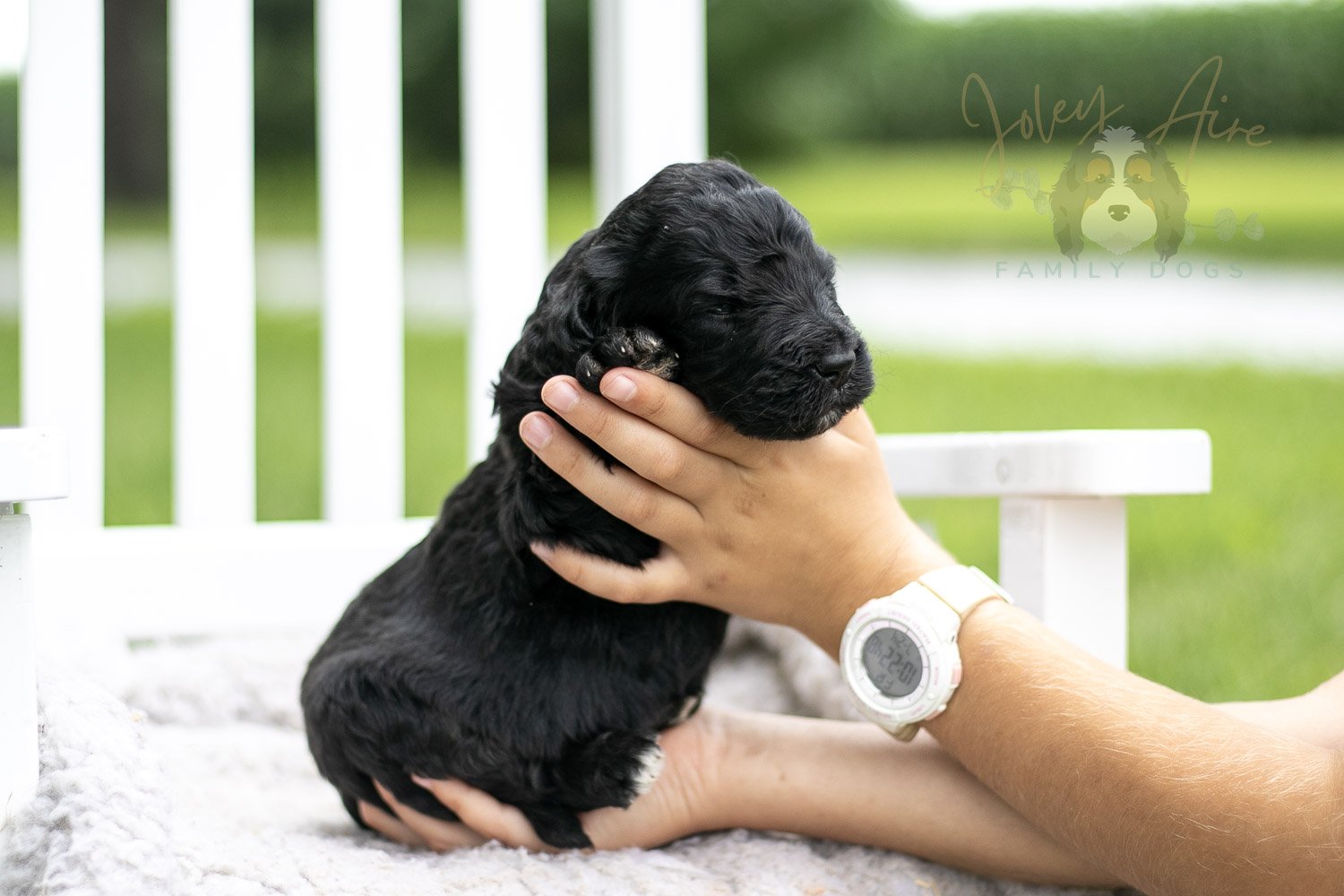 Claude Monet Bernedoodle Puppy-764.jpg