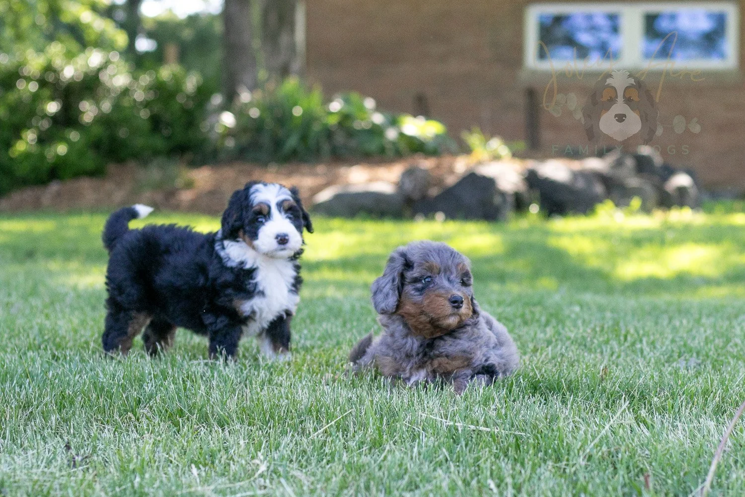 Harmonica Bernedoodle Puppy-26.jpg