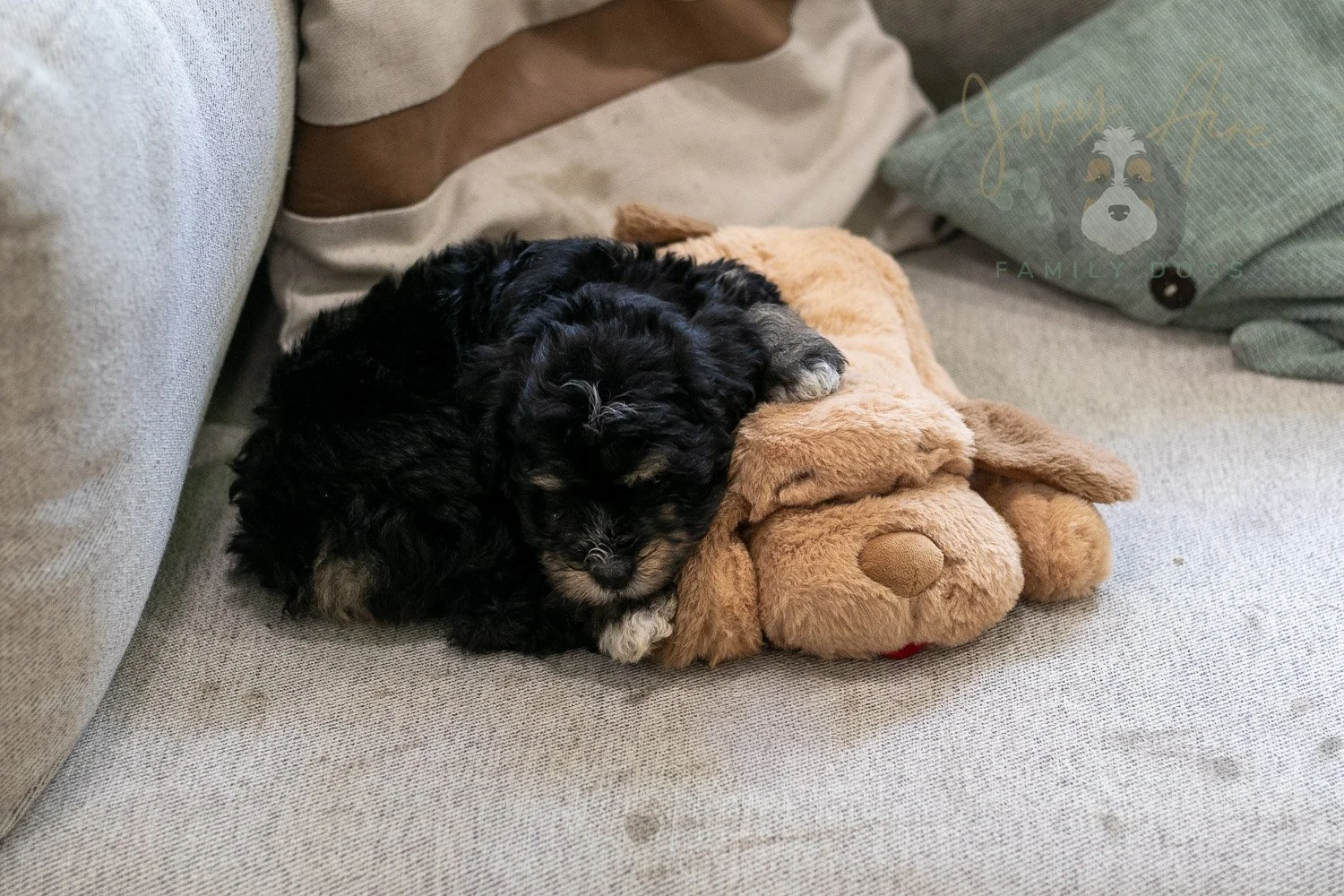 Georgia Bernedoodle Puppy-423.jpg