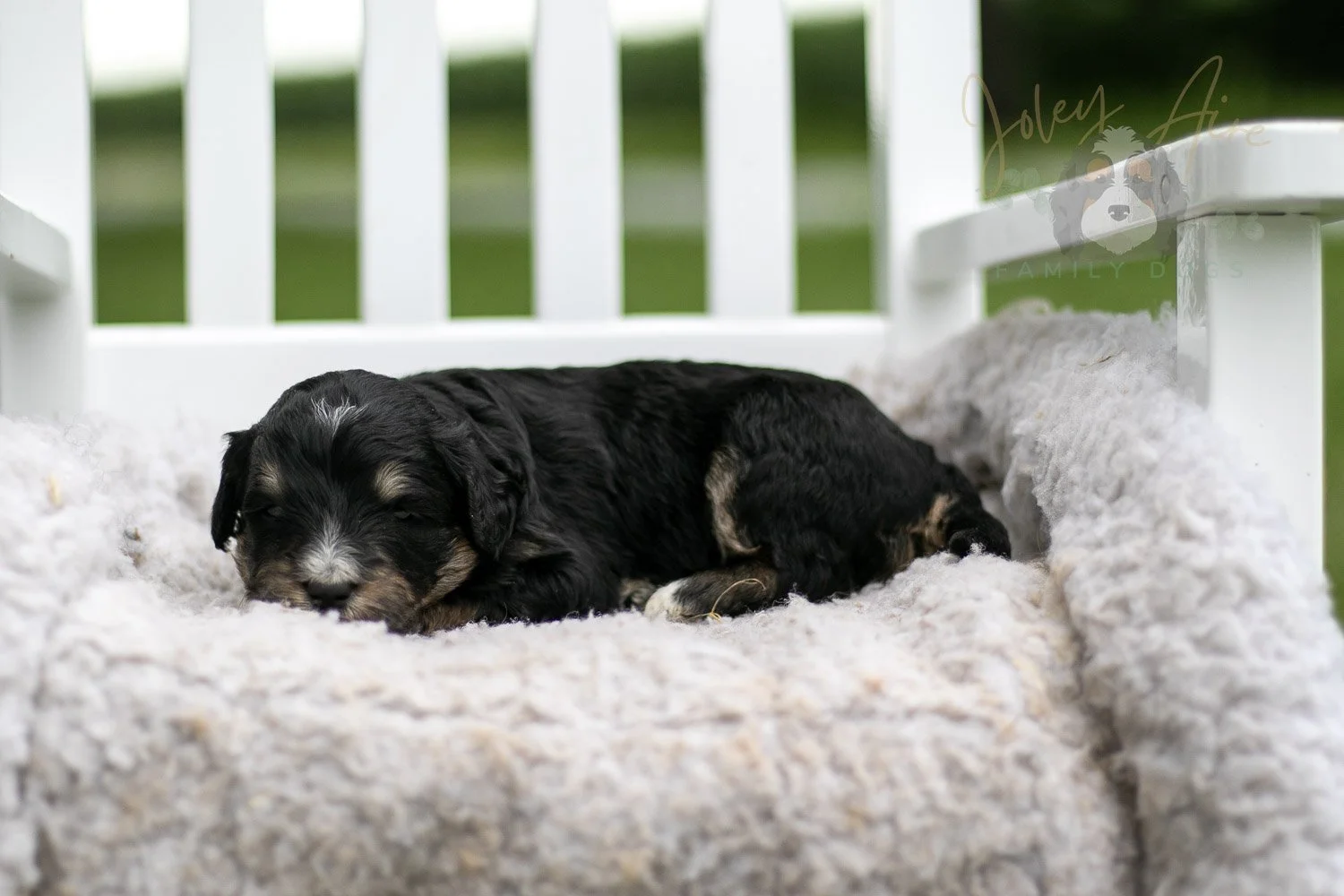 Georgia O'Keefe Bernedoodle Puppy-692.jpg