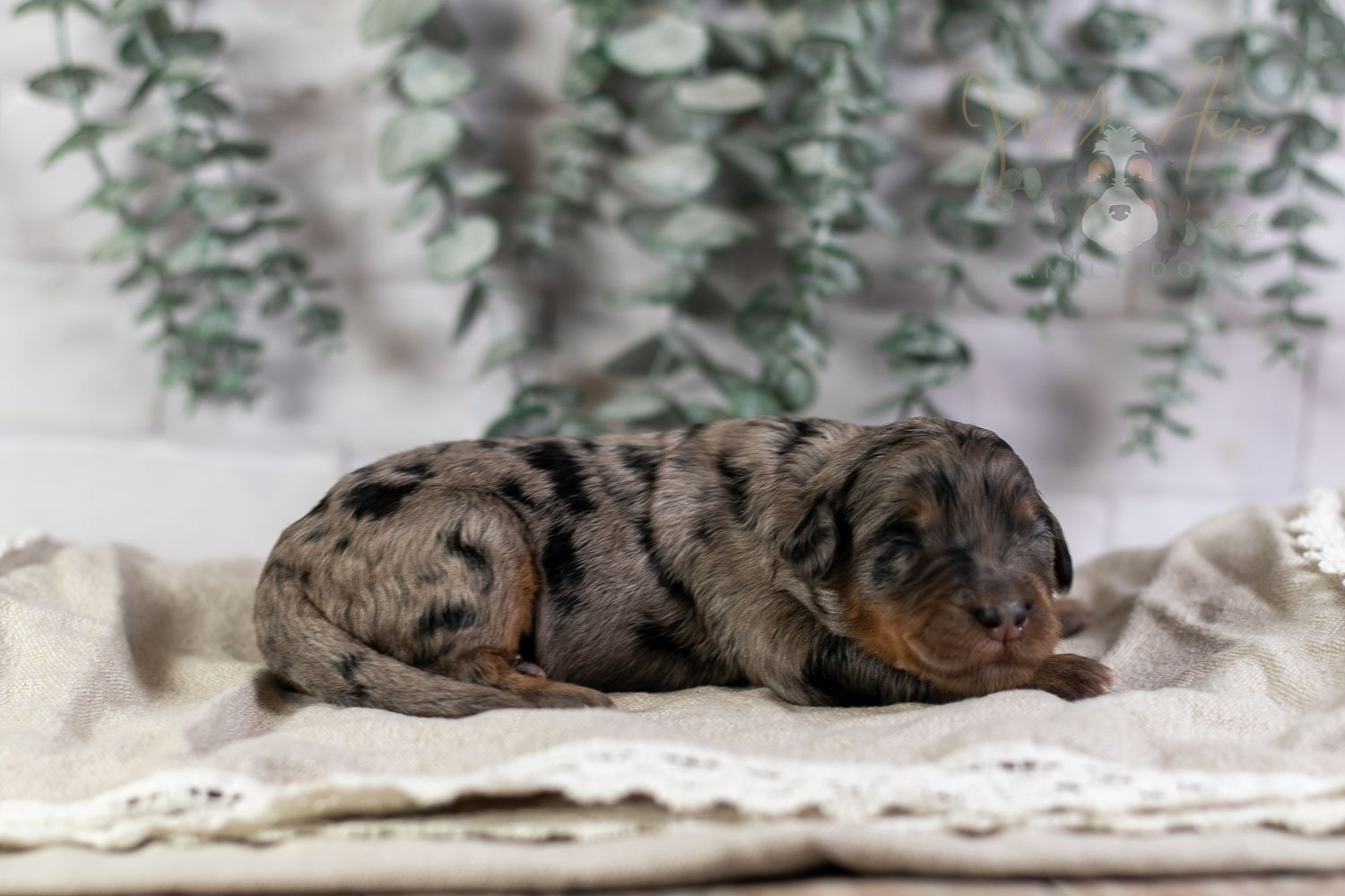 Ukelele Bernedoodle Puppy-3.jpg