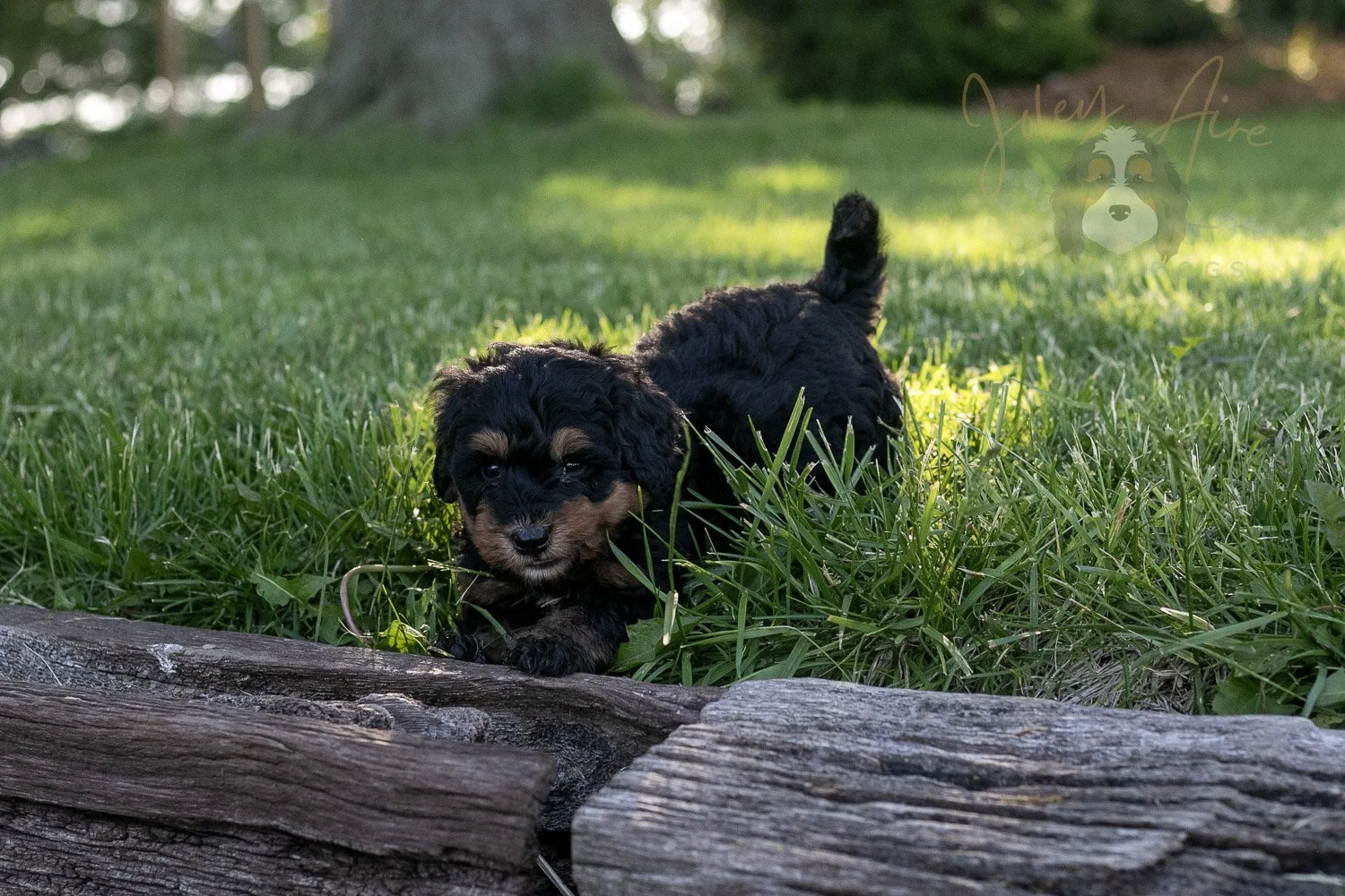 Guitar Bernedoodle Puppy-18.jpg
