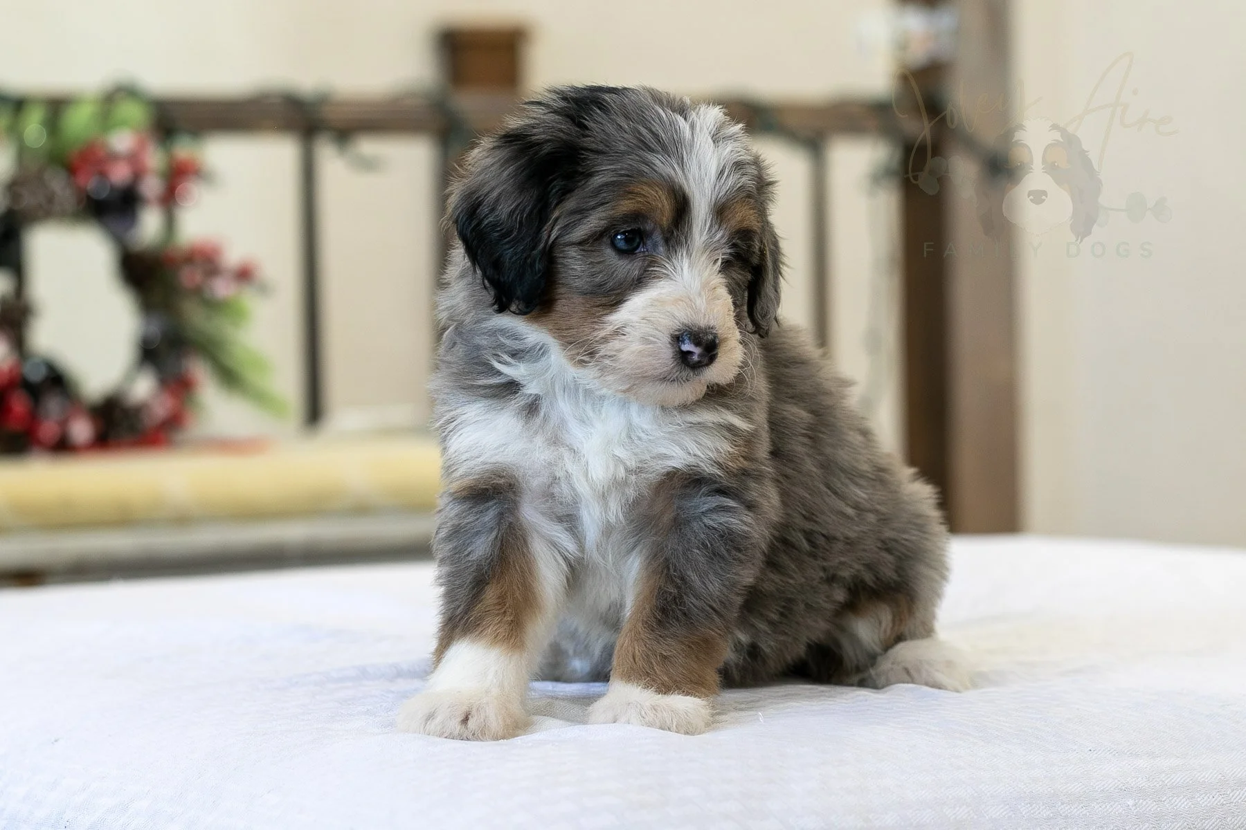 Fuji Bernedoodle Puppy-03.jpg