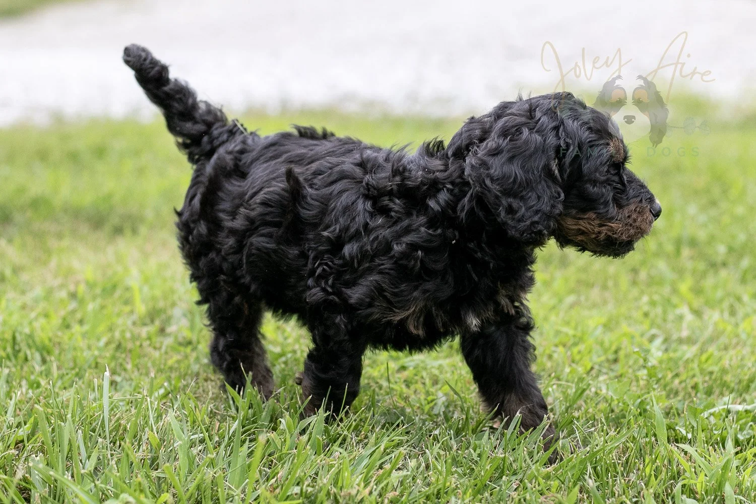 Bryce Bernedoodle Puppy-77.jpg