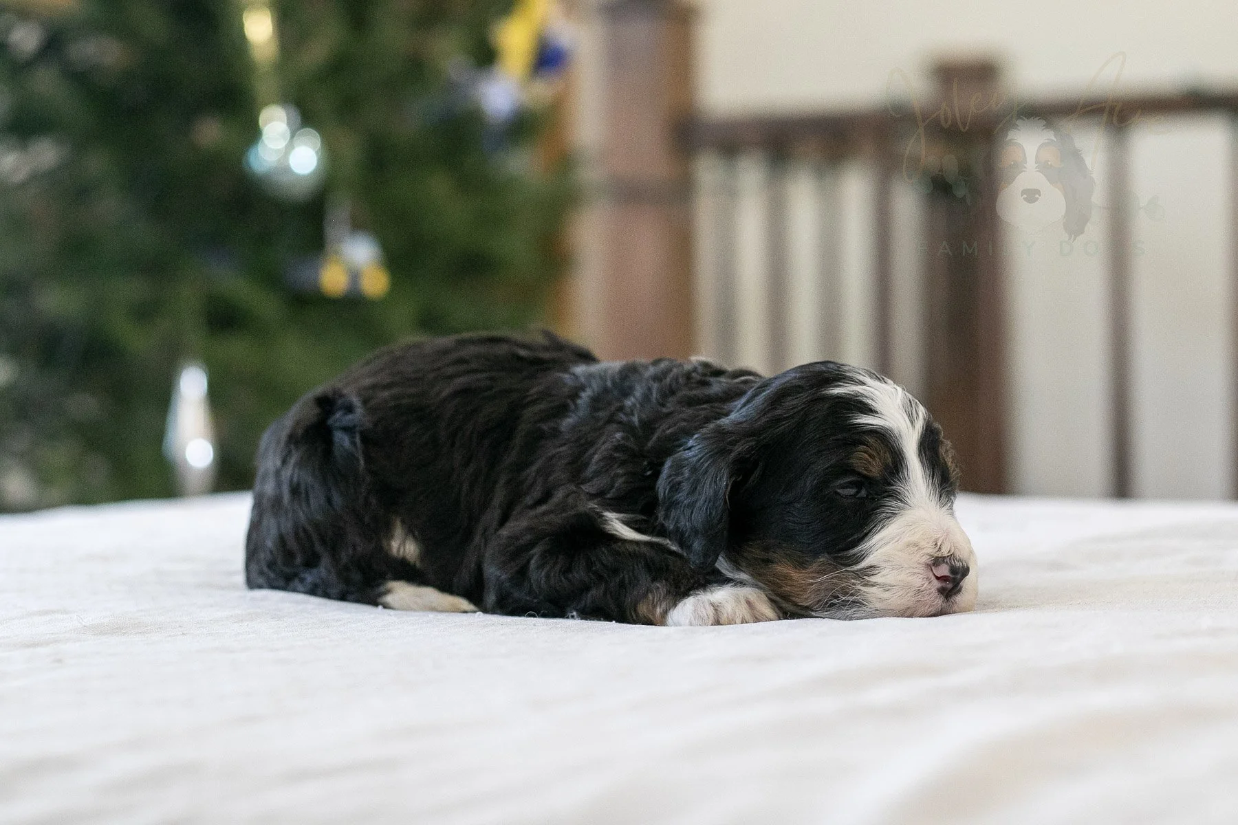 Belle  Bernedoodle Puppy-04.jpg