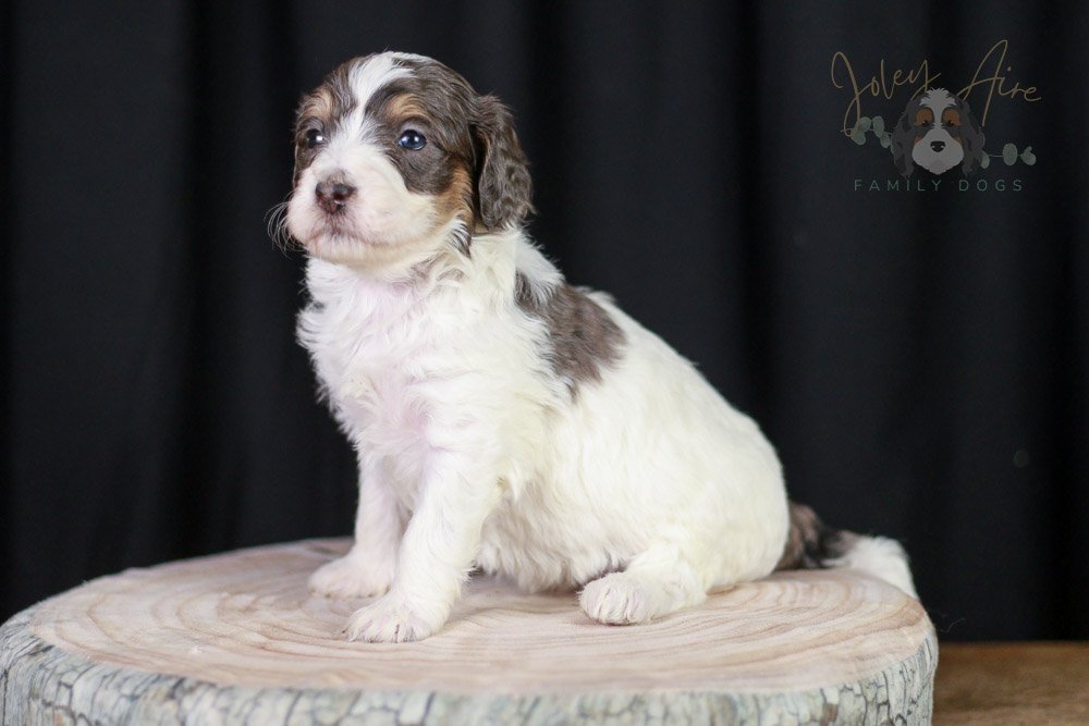 Maple Bernedoodle Puppies-20.jpg