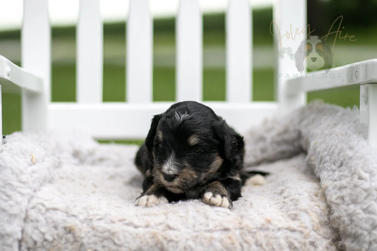 Georgia O'Keefe Bernedoodle Puppy-682.jpg