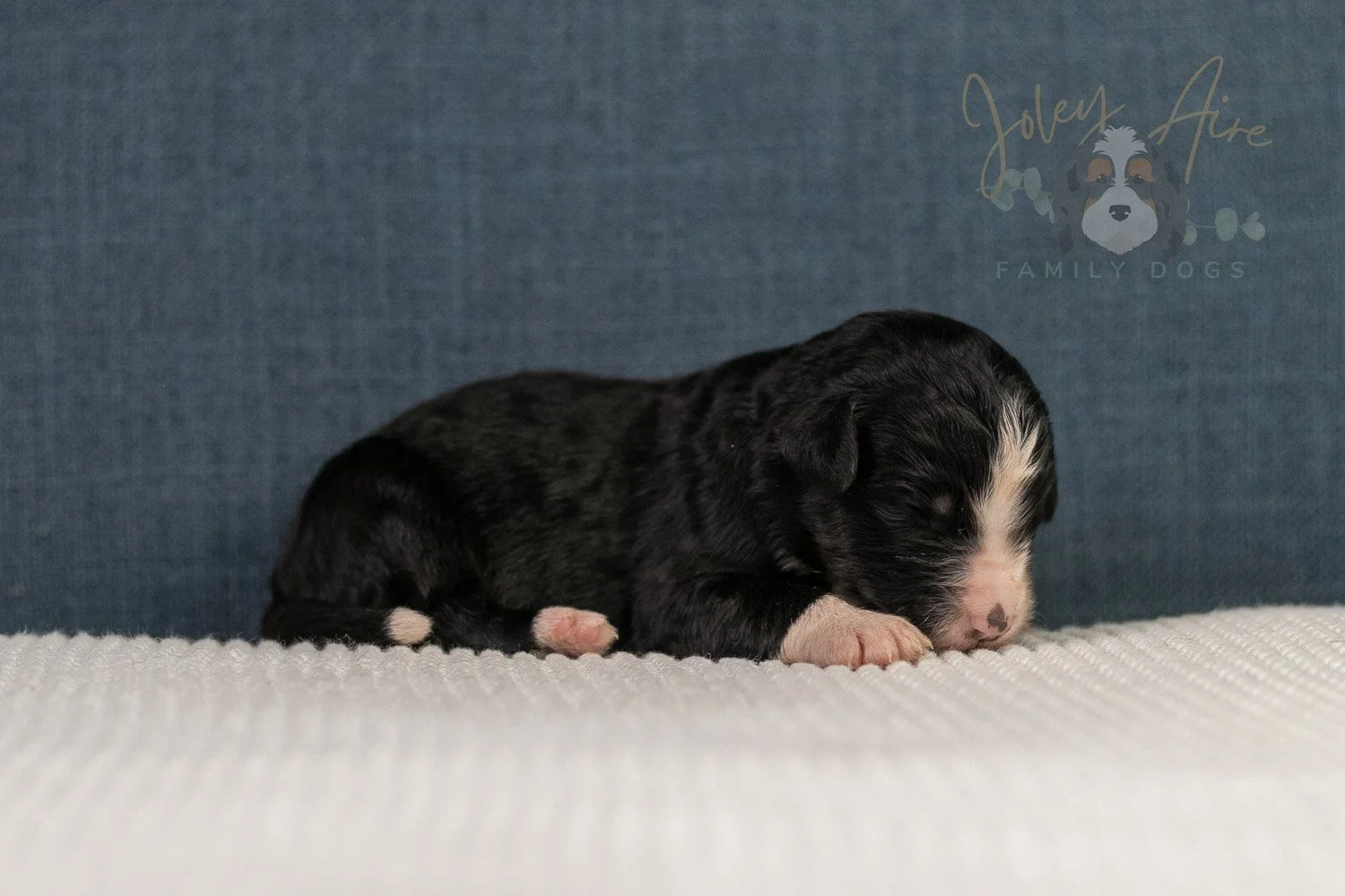 April Bernedoodle Puppy-11.jpg