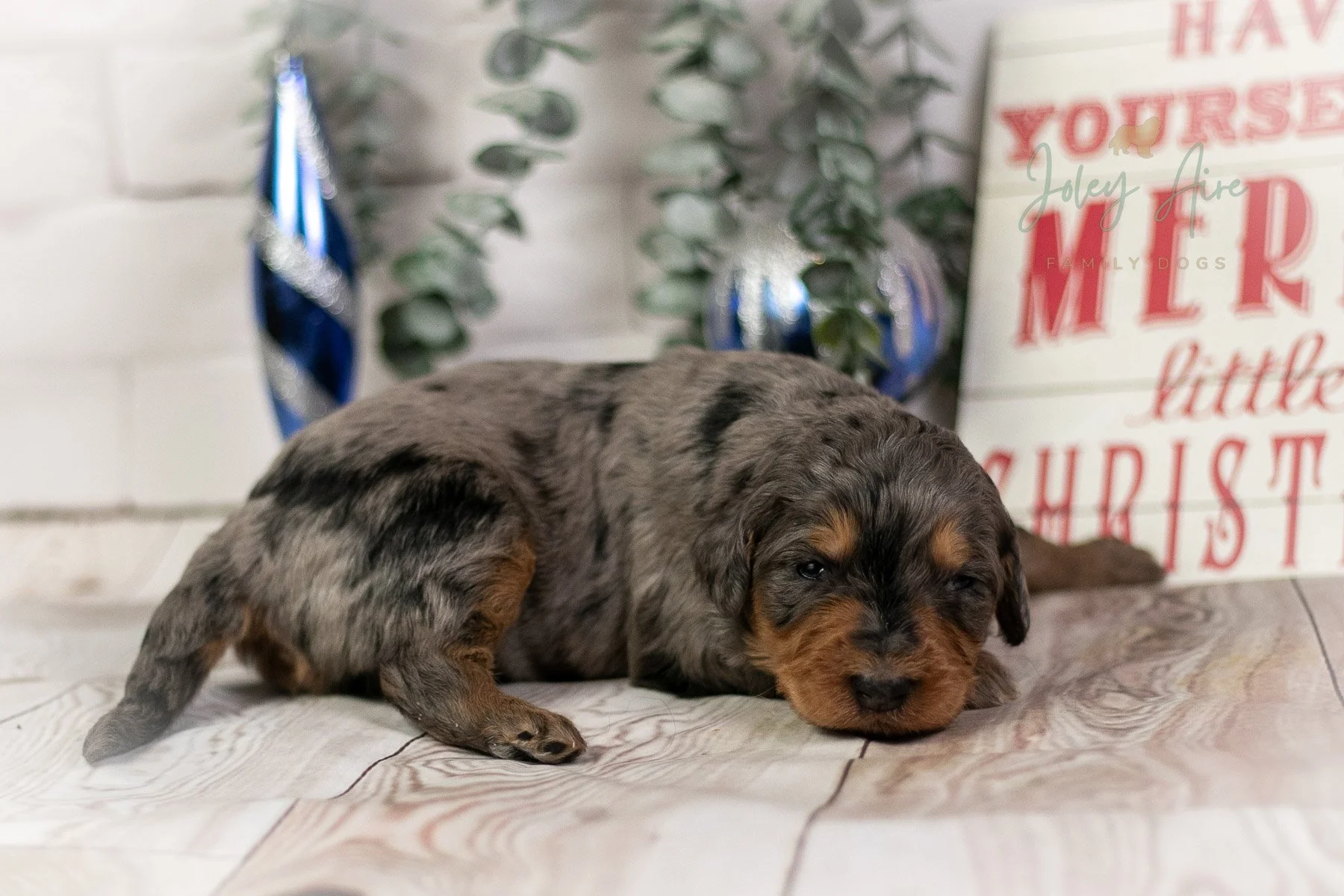 Everest - Phantom Merle Bernedoodle Puppy