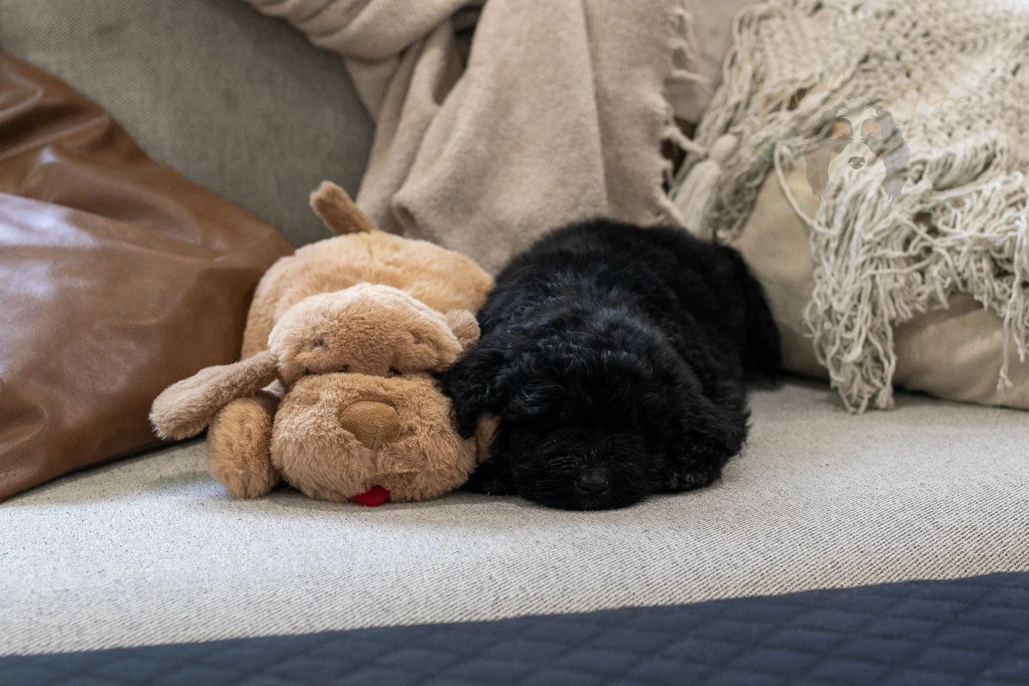 Claude Bernedoodle Puppy-237.jpg