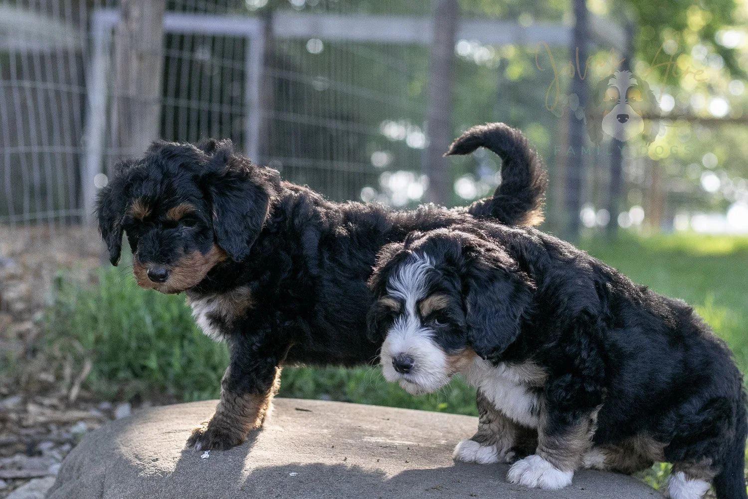 Banjo Bernedoodle Puppy-24.jpg