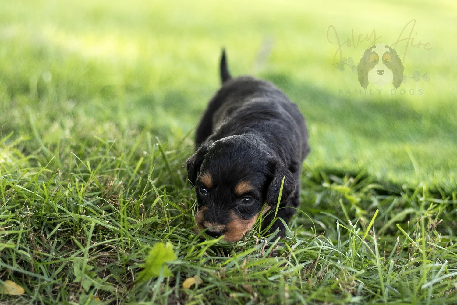 Mini Mae Bernedoodle Puppy-506.jpg